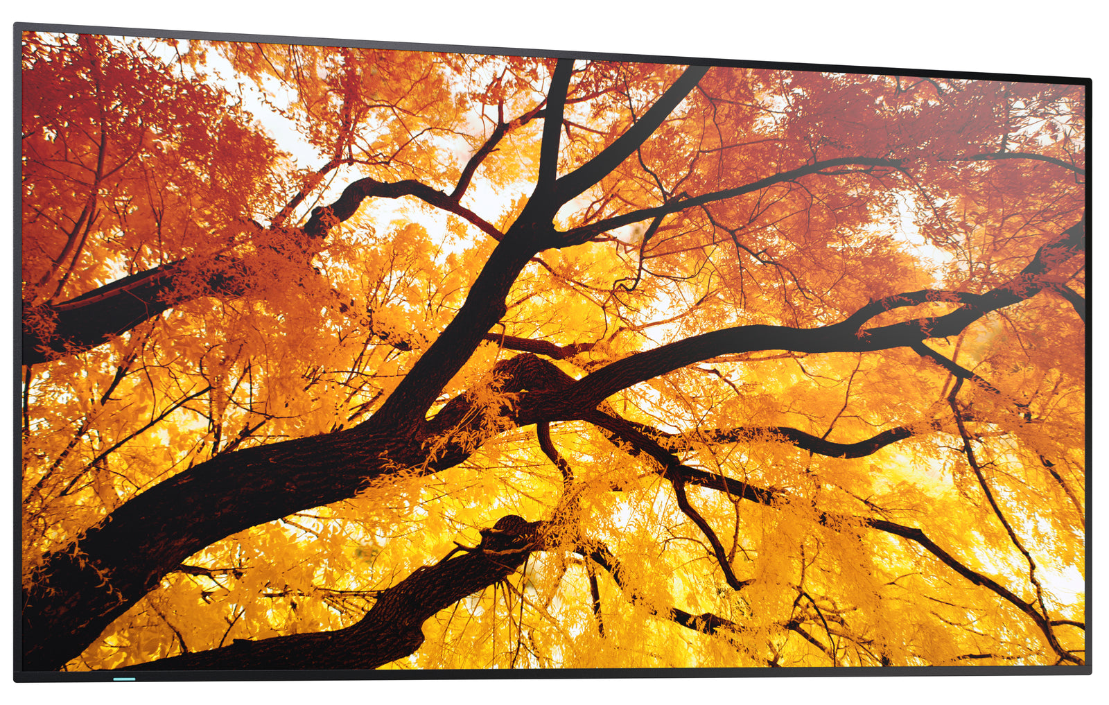 Sharp MultiSync M552 PN-M552 55-inch UHD 4K Display